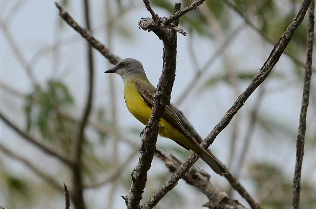 Kingbird, Tropical, 2012-12311763 Sabal Palm Sanctuary, TX.JPG - Tropical Kingbird. Sabal Palm Sanctuary, TX, 12-31-2012